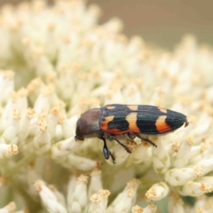 Castiarina sexplagiata (Jewel beetle) at Dryandra St Woodland - 18 Jan 2023 by ConBoekel