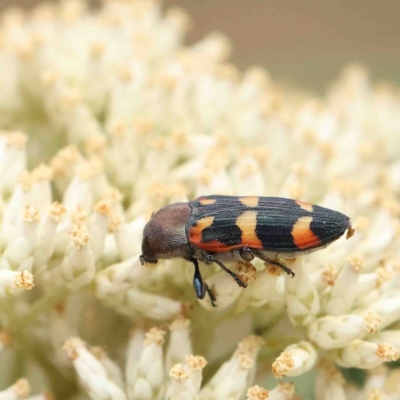 Castiarina sexplagiata (Jewel beetle) at O'Connor, ACT - 18 Jan 2023 by ConBoekel
