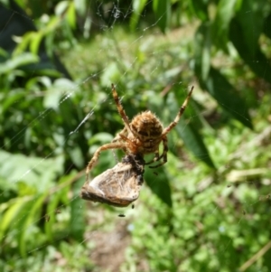 Backobourkia brounii at Charleys Forest, NSW - 21 Jan 2023