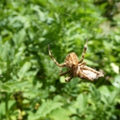 Backobourkia brounii at Charleys Forest, NSW - 21 Jan 2023