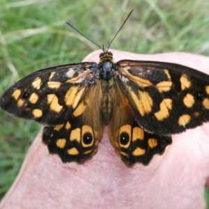 Heteronympha paradelpha at Charleys Forest, NSW - 21 Jan 2023