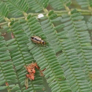 Monolepta froggatti at O'Connor, ACT - 19 Jan 2023 10:18 AM