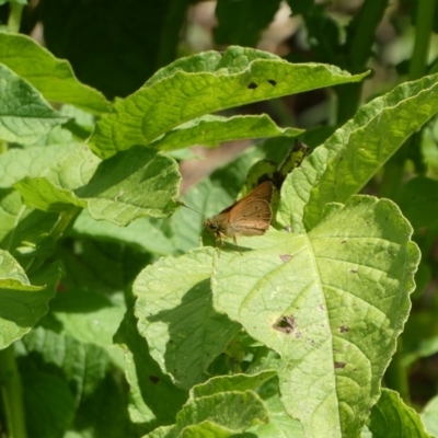 Timoconia flammeata (Bright Shield-skipper) at Mongarlowe River - 20 Jan 2023 by arjay