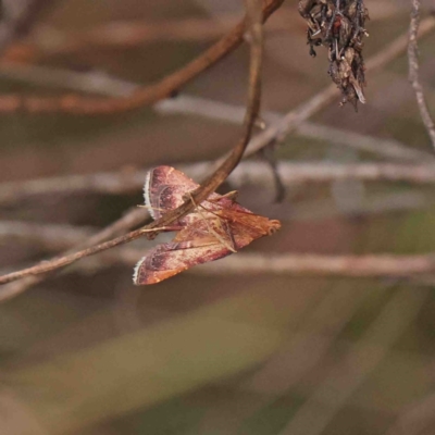 Endotricha pyrosalis (A Pyralid moth (Endotrichinae) at O'Connor, ACT - 19 Jan 2023 by ConBoekel