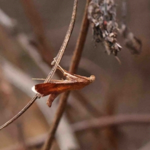 Endotricha pyrosalis at O'Connor, ACT - 19 Jan 2023