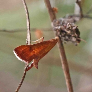 Endotricha pyrosalis at O'Connor, ACT - 19 Jan 2023