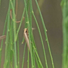 Scieropepla polyxesta (Xyloryctidae) at O'Connor, ACT - 19 Jan 2023 by ConBoekel