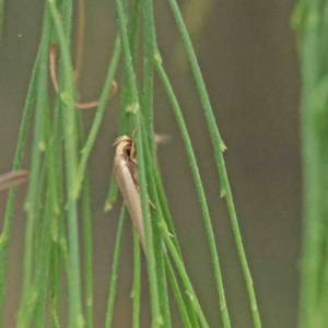 Scieropepla polyxesta at O'Connor, ACT - 19 Jan 2023