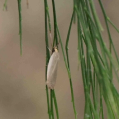 Scieropepla polyxesta at O'Connor, ACT - 19 Jan 2023