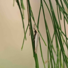 Scieropepla polyxesta at O'Connor, ACT - 19 Jan 2023