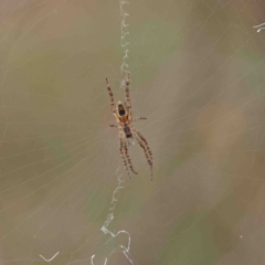 Plebs eburnus (Eastern bush orb-weaver) at Dryandra St Woodland - 18 Jan 2023 by ConBoekel