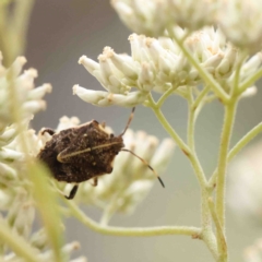 Oncocoris geniculatus (A shield bug) at Dryandra St Woodland - 18 Jan 2023 by ConBoekel