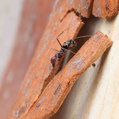 Iridomyrmex purpureus (Meat Ant) at Dryandra St Woodland - 19 Jan 2023 by ConBoekel