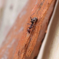 Iridomyrmex purpureus at O'Connor, ACT - 19 Jan 2023 11:08 AM