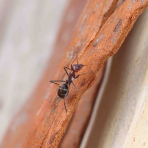 Iridomyrmex purpureus at O'Connor, ACT - 19 Jan 2023 11:08 AM