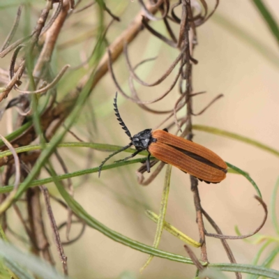 Porrostoma rhipidium (Long-nosed Lycid (Net-winged) beetle) at O'Connor, ACT - 19 Jan 2023 by ConBoekel