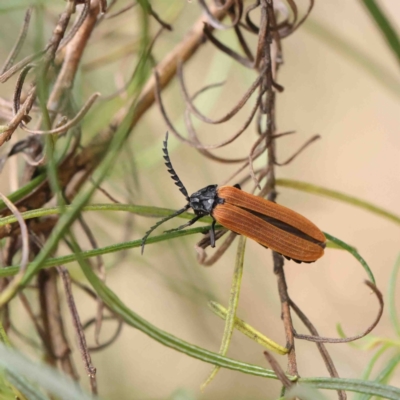 Porrostoma rhipidium (Long-nosed Lycid (Net-winged) beetle) at Dryandra St Woodland - 18 Jan 2023 by ConBoekel