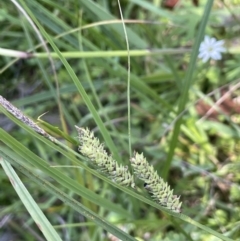 Carex gaudichaudiana (Fen Sedge) at Paddys River, ACT - 21 Jan 2023 by JaneR