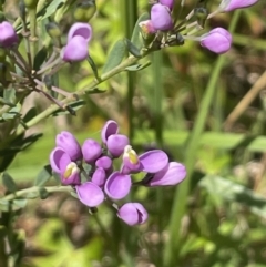 Comesperma retusum (Mountain Milkwort) at Gibraltar Pines - 21 Jan 2023 by JaneR