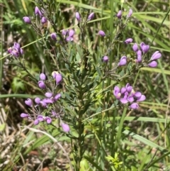 Comesperma retusum at Paddys River, ACT - 21 Jan 2023