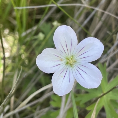 Geranium neglectum (Red-stemmed Cranesbill) at Gibraltar Pines - 21 Jan 2023 by JaneR