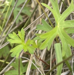 Geranium neglectum at Paddys River, ACT - 21 Jan 2023