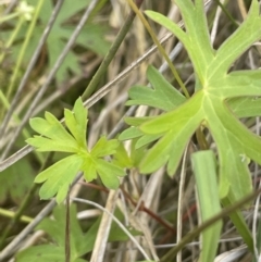 Geranium neglectum at Paddys River, ACT - 21 Jan 2023