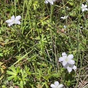 Geranium neglectum at Paddys River, ACT - 21 Jan 2023