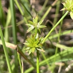 Juncus prismatocarpus (Branching Rush) at Paddys River, ACT - 21 Jan 2023 by JaneR