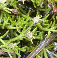 Myriophyllum lophatum (Crested Water-milfoil) at Gibraltar Pines - 21 Jan 2023 by JaneR