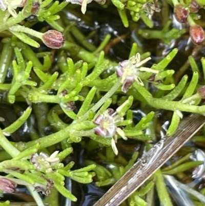 Myriophyllum lophatum (Crested Water-milfoil) at Gibraltar Pines - 21 Jan 2023 by JaneR