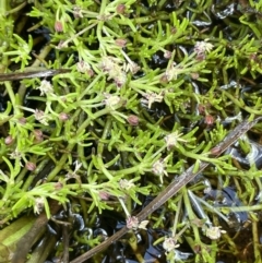 Myriophyllum lophatum at Paddys River, ACT - 21 Jan 2023 01:53 PM