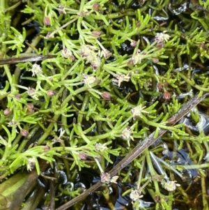 Myriophyllum lophatum at Paddys River, ACT - 21 Jan 2023