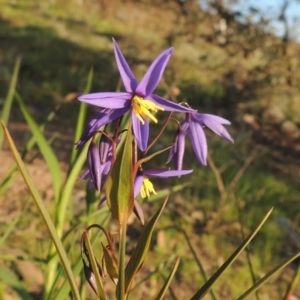 Stypandra glauca at Theodore, ACT - 15 Oct 2022