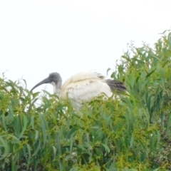 Threskiornis molucca (Australian White Ibis) at Symonston, ACT - 21 Jan 2023 by CallumBraeRuralProperty