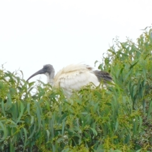 Threskiornis molucca at Symonston, ACT - 22 Jan 2023 10:26 AM