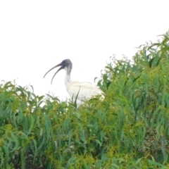 Threskiornis molucca at Symonston, ACT - 22 Jan 2023 10:26 AM