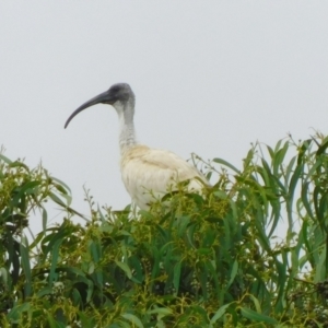 Threskiornis molucca at Symonston, ACT - 22 Jan 2023 10:26 AM