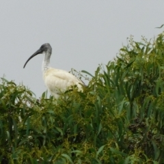 Threskiornis molucca at Symonston, ACT - 22 Jan 2023 10:26 AM