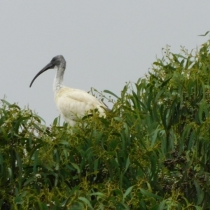 Threskiornis molucca at Symonston, ACT - 22 Jan 2023 10:26 AM