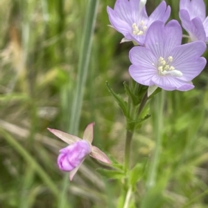 Epilobium billardiereanum subsp. hydrophilum at Paddys River, ACT - 21 Jan 2023