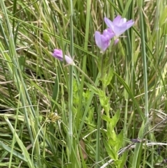 Epilobium billardiereanum subsp. hydrophilum at Paddys River, ACT - 21 Jan 2023