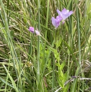 Epilobium billardiereanum subsp. hydrophilum at Paddys River, ACT - 21 Jan 2023