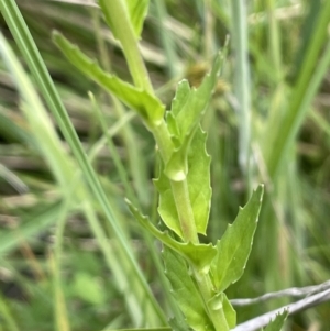 Epilobium billardiereanum subsp. hydrophilum at Paddys River, ACT - 21 Jan 2023