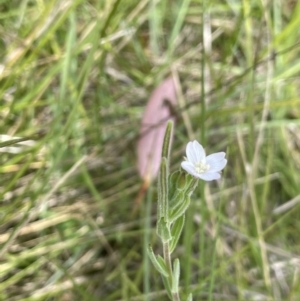 Epilobium hirtigerum at Paddys River, ACT - 21 Jan 2023