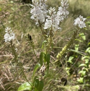 Veronica derwentiana subsp. maideniana at Paddys River, ACT - 21 Jan 2023 02:01 PM