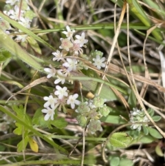 Poranthera microphylla (Small Poranthera) at Gibraltar Pines - 21 Jan 2023 by JaneR