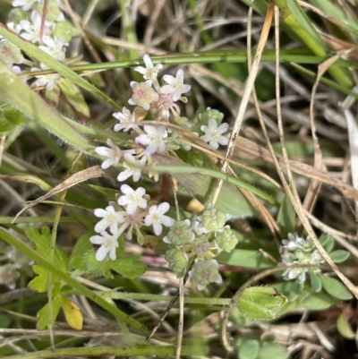 Poranthera microphylla (Small Poranthera) at Gibraltar Pines - 21 Jan 2023 by JaneR