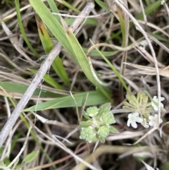 Poranthera microphylla at Paddys River, ACT - 21 Jan 2023