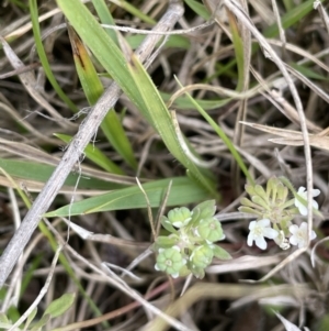 Poranthera microphylla at Paddys River, ACT - 21 Jan 2023 04:10 PM